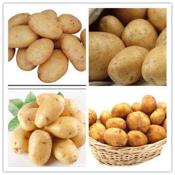High Quality Holland 15 Fresh Potatoes